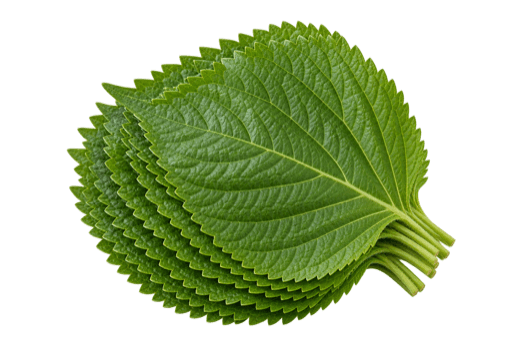 Perilla Leaves
